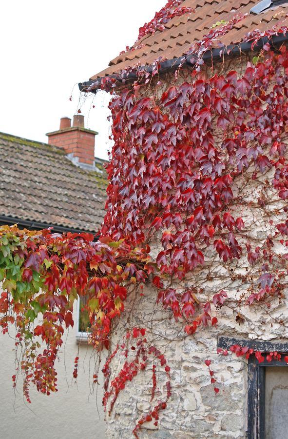 Westbury Cross House Bed & Breakfast Westbury-sub-Mendip Exterior foto